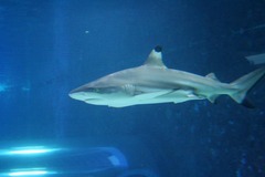 Killikus&reg; Fotographie